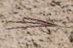 Big bluestem